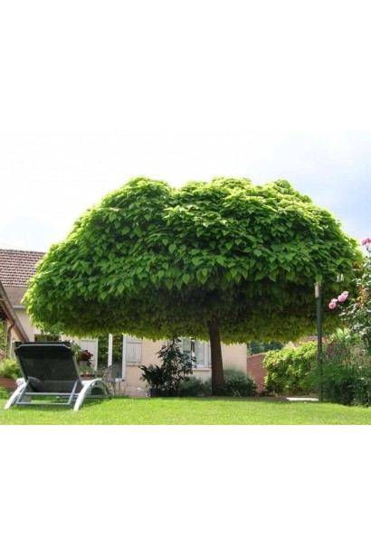 Катальпа кулеподібна Нана